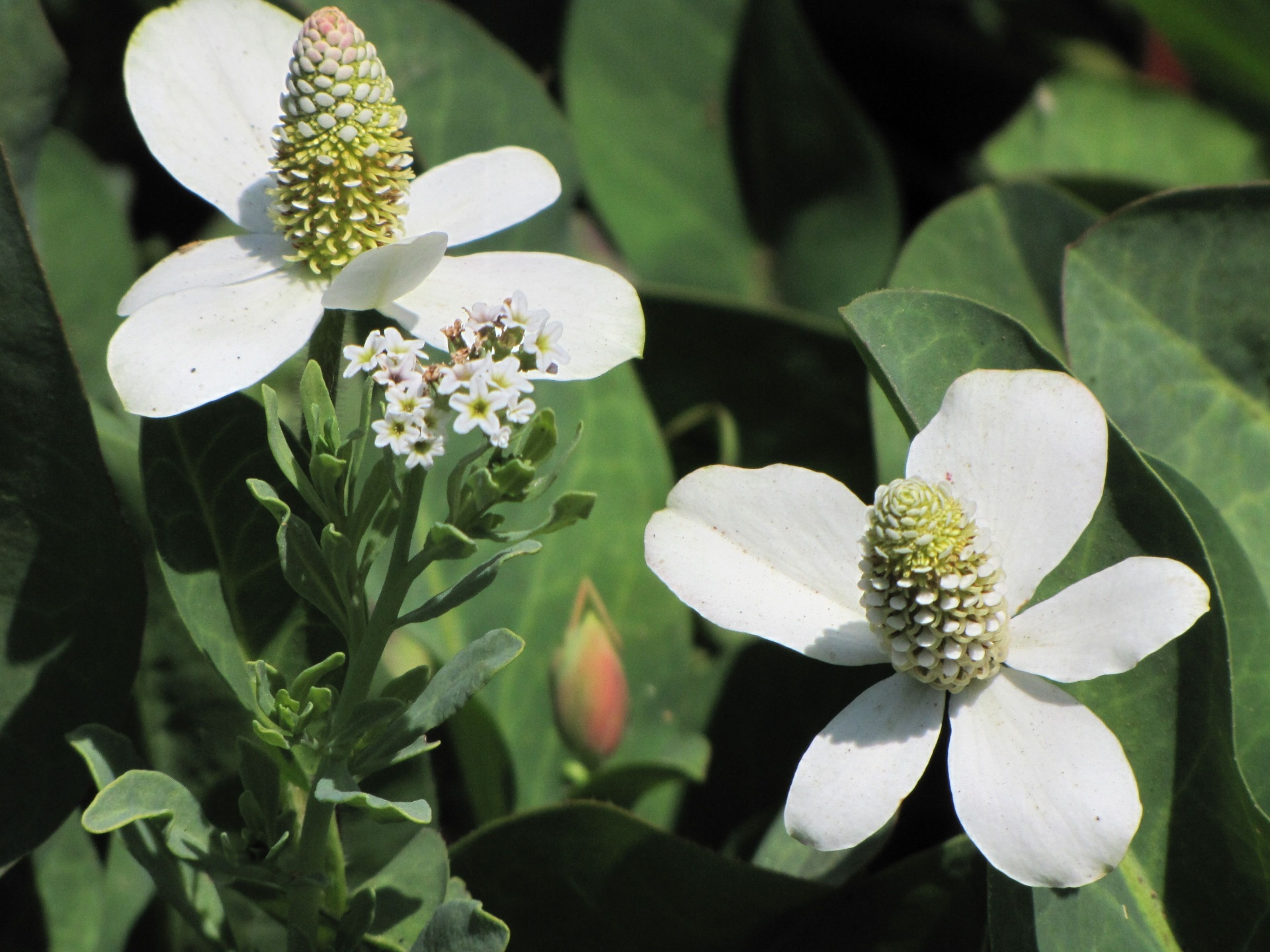 flower flowers white free photo