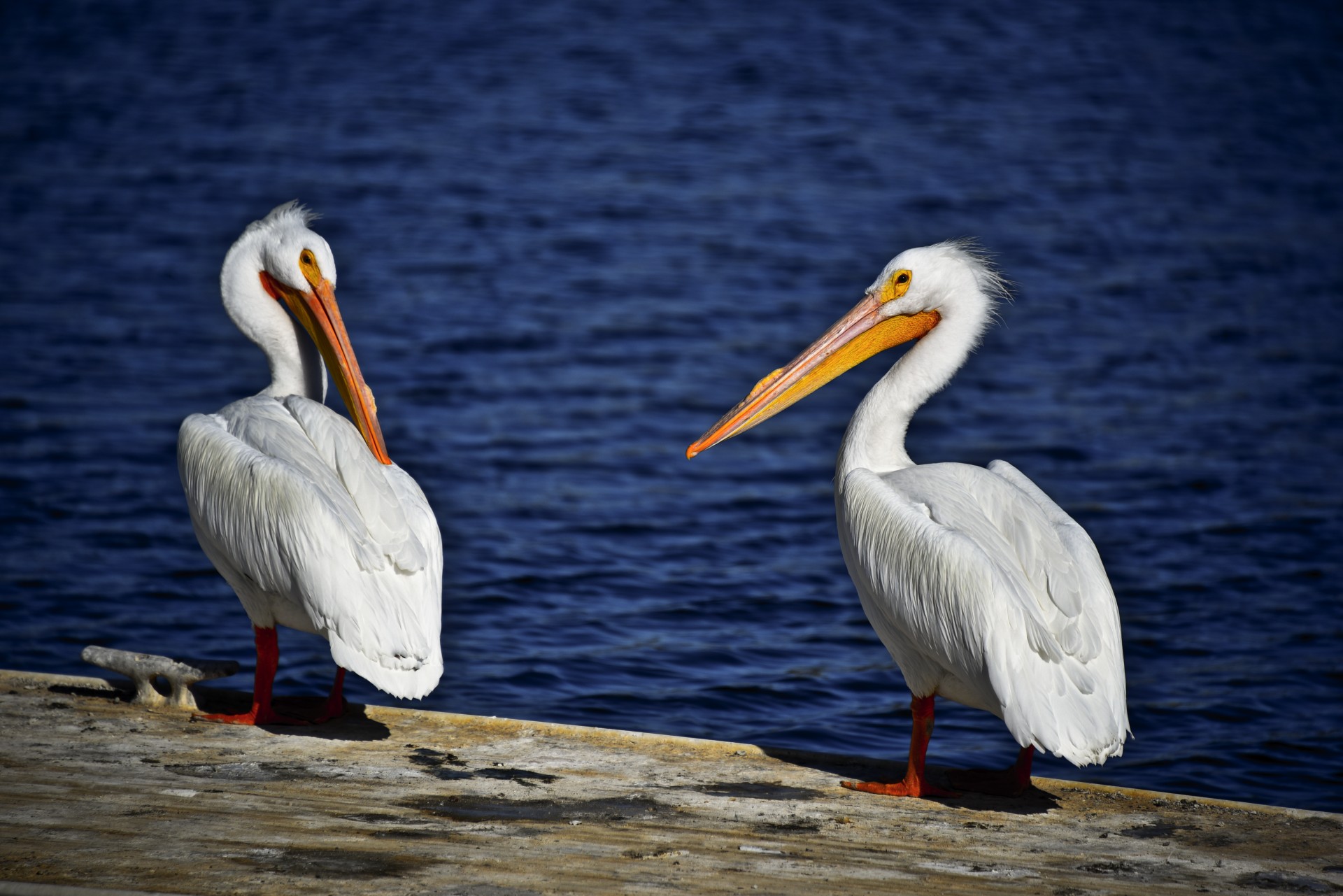 white pelicans water free photo