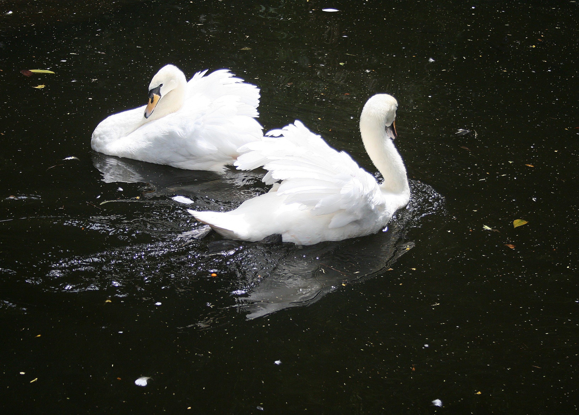 bird swan feathers free photo