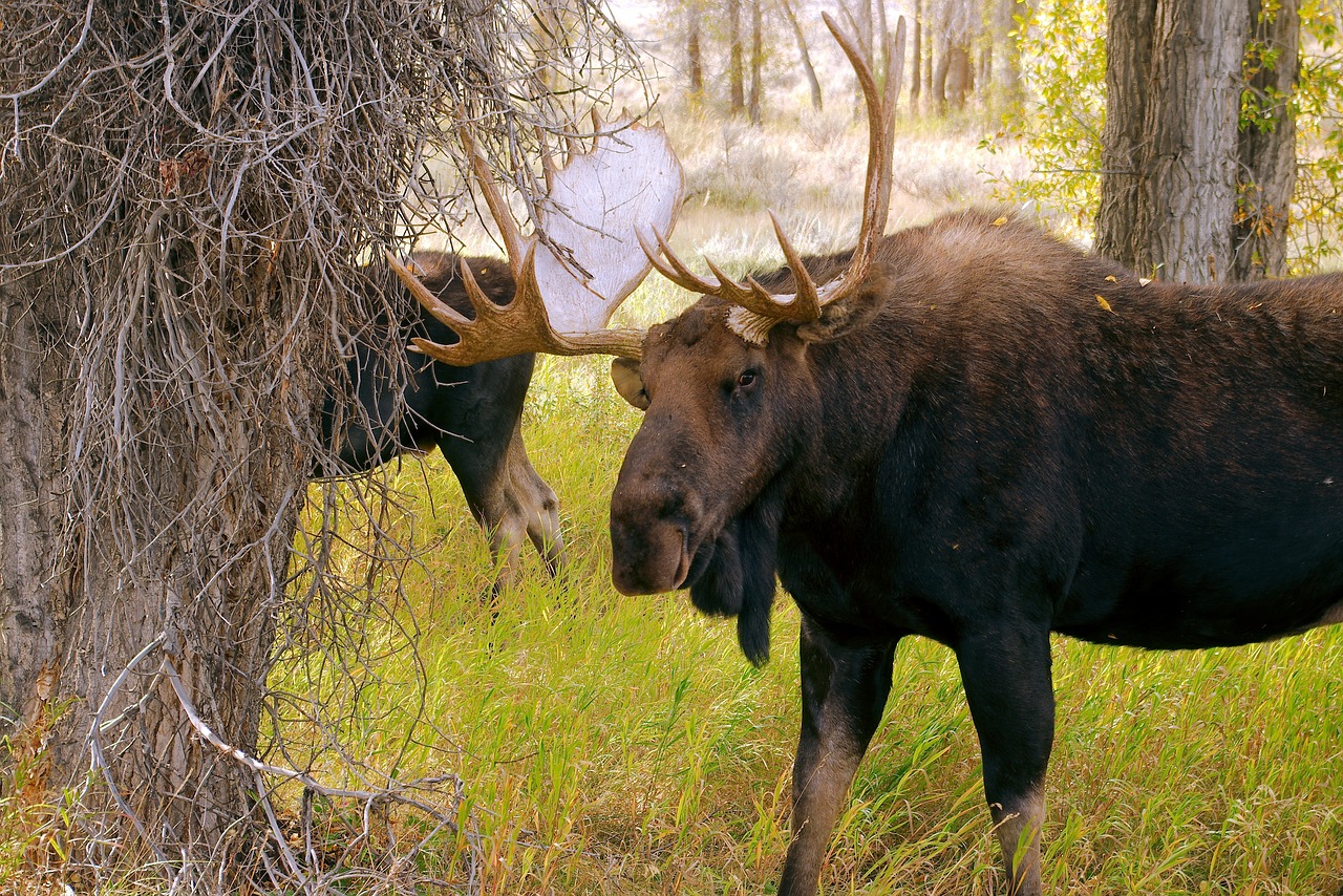 two wyoming bull moose  bull  moose free photo