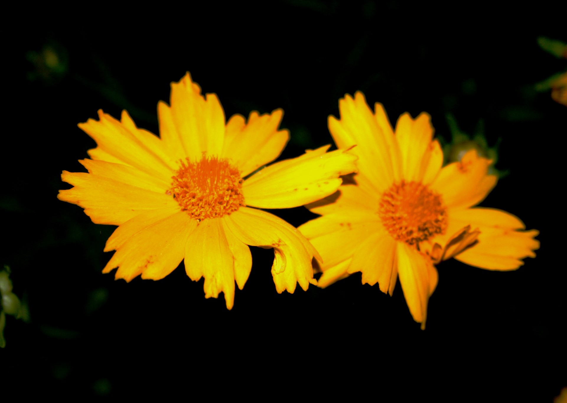 flowers daisies two free photo