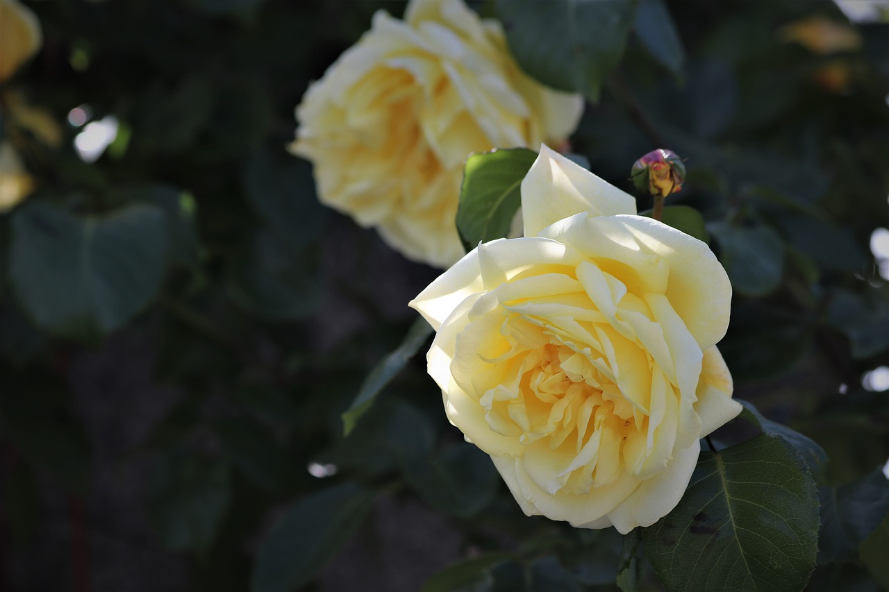 two yellow roses  plant  flowers free photo