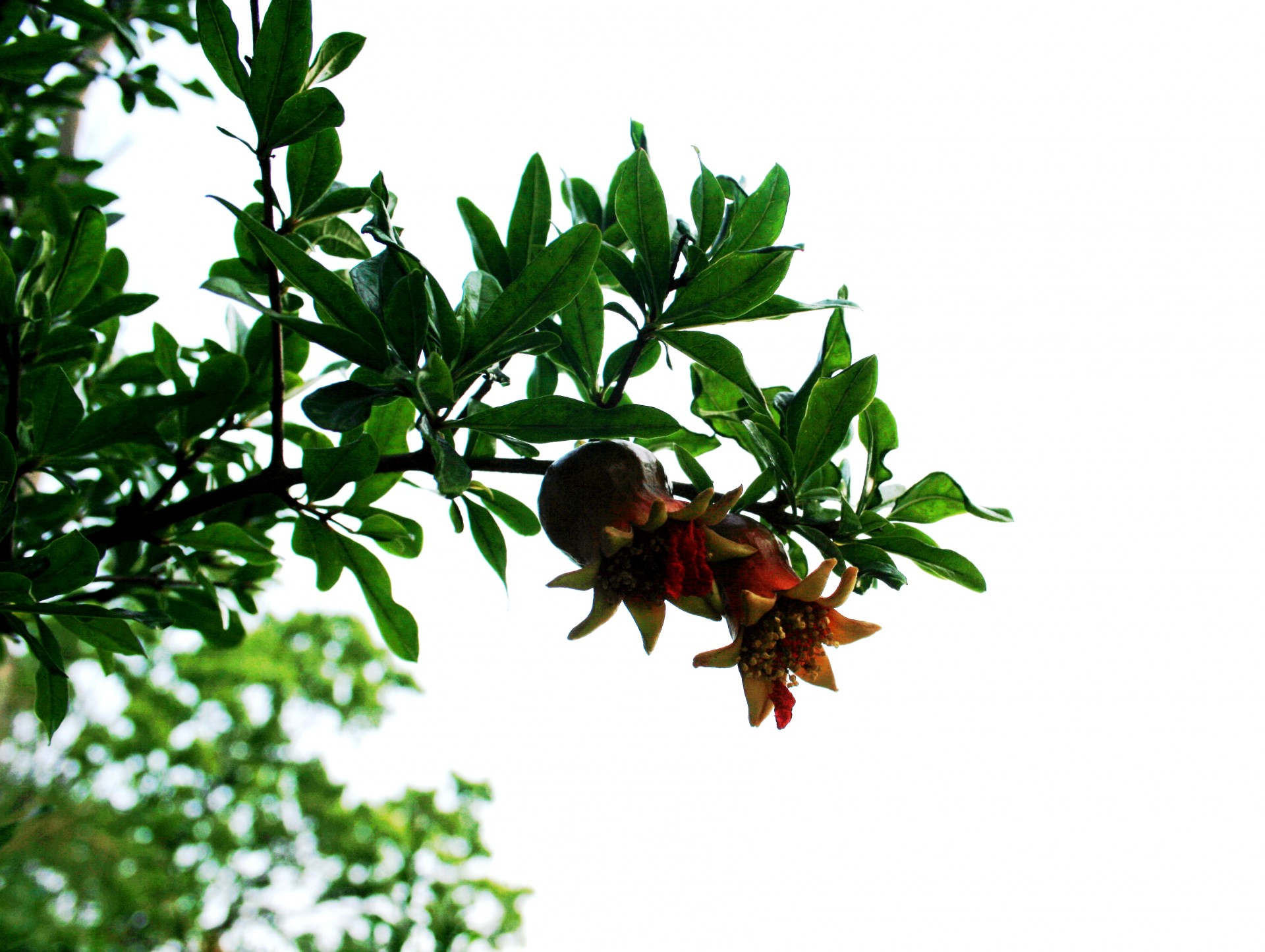 pomegranate fruit swollen free photo