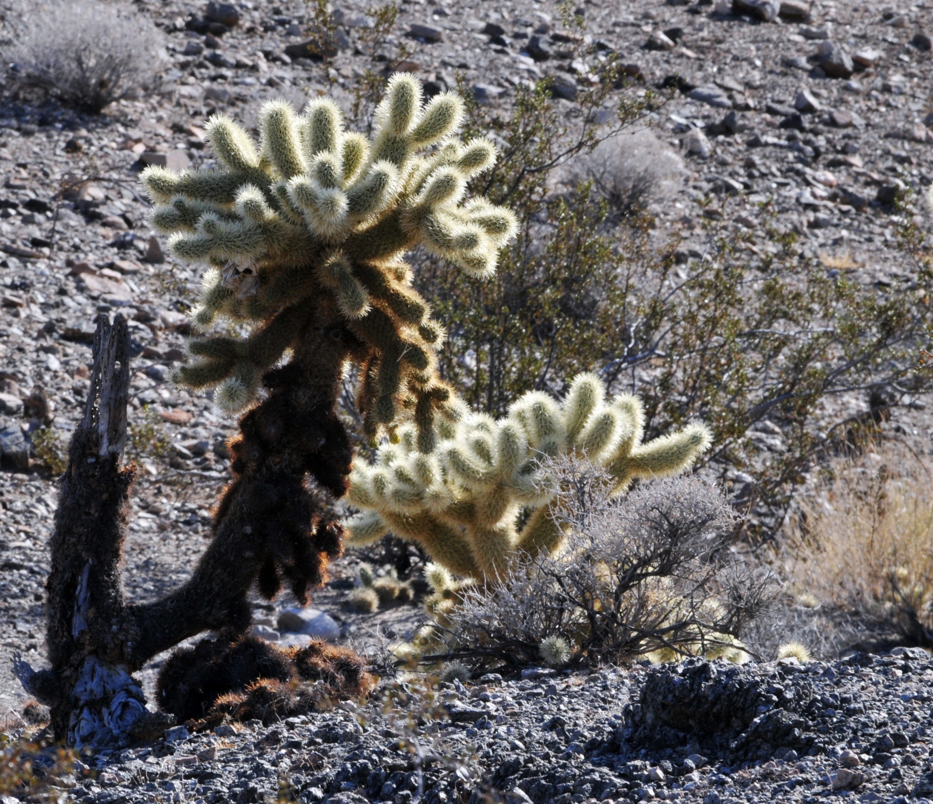 desert yucca yuccas free photo