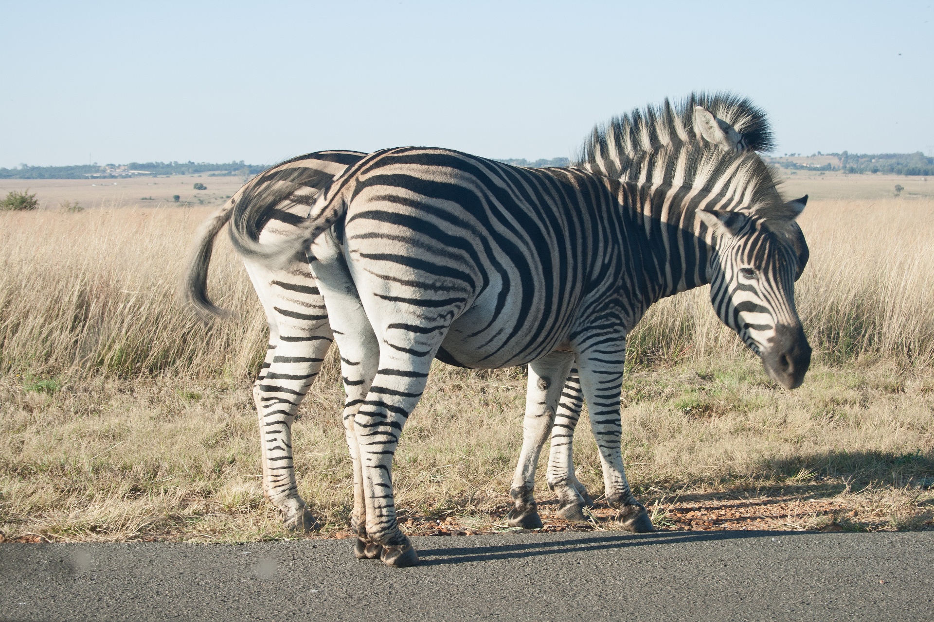 zebra game animals free photo