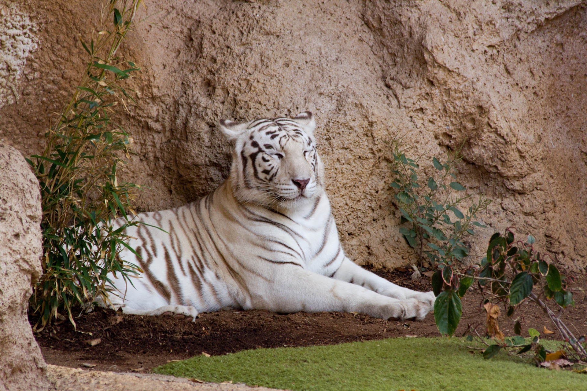 animal white tiger cage free photo