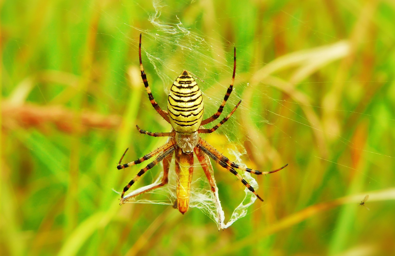 tygrzyk paskowany  arachnid  insect free photo