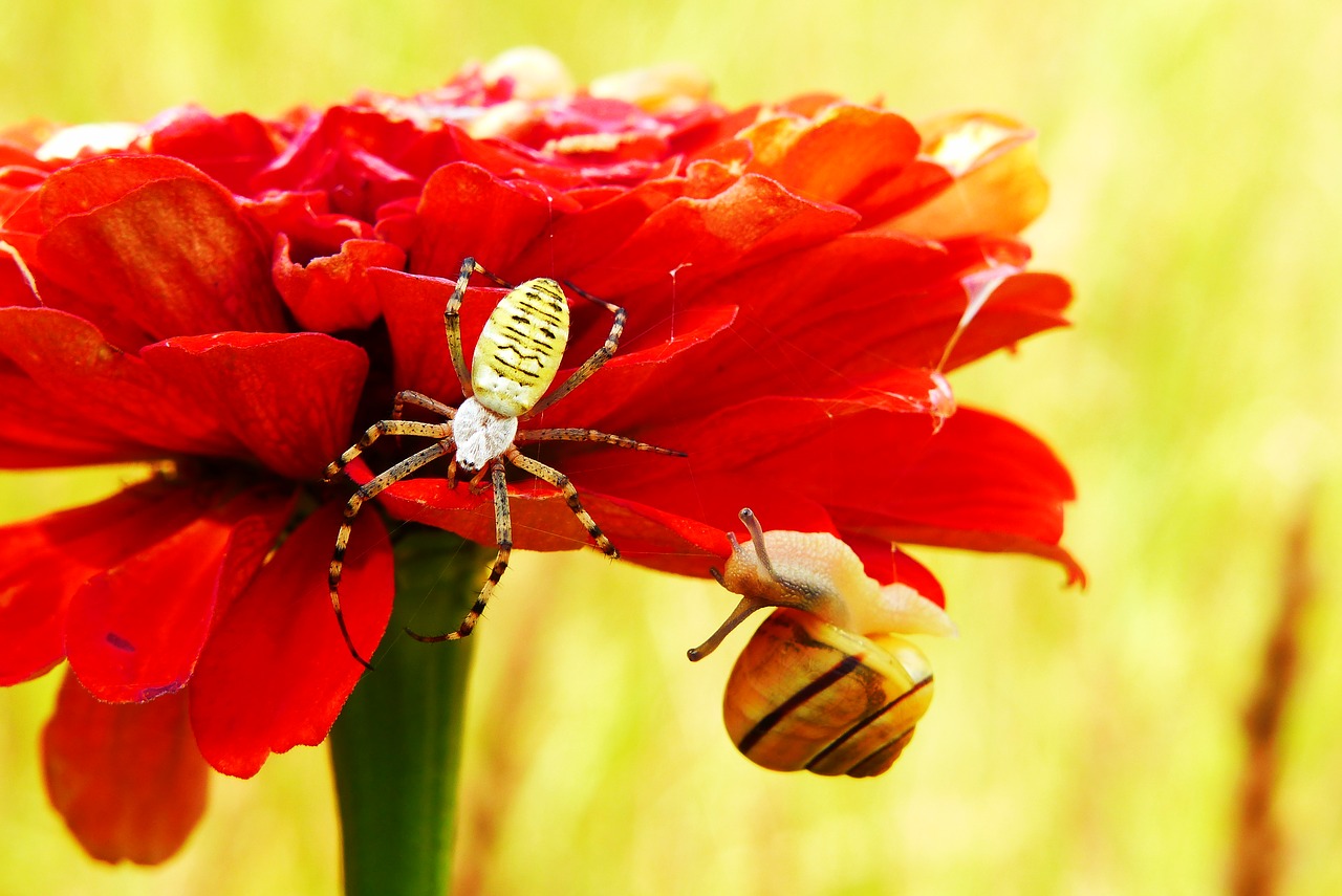 tygrzyk paskowany  arachnid  insect free photo