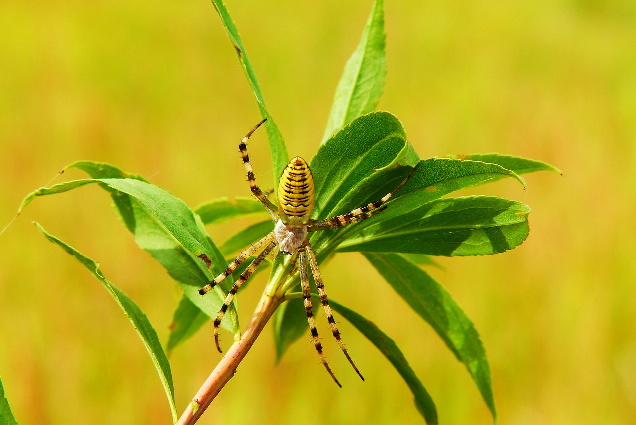 tygrzyk paskowany  arachnid  insect free photo