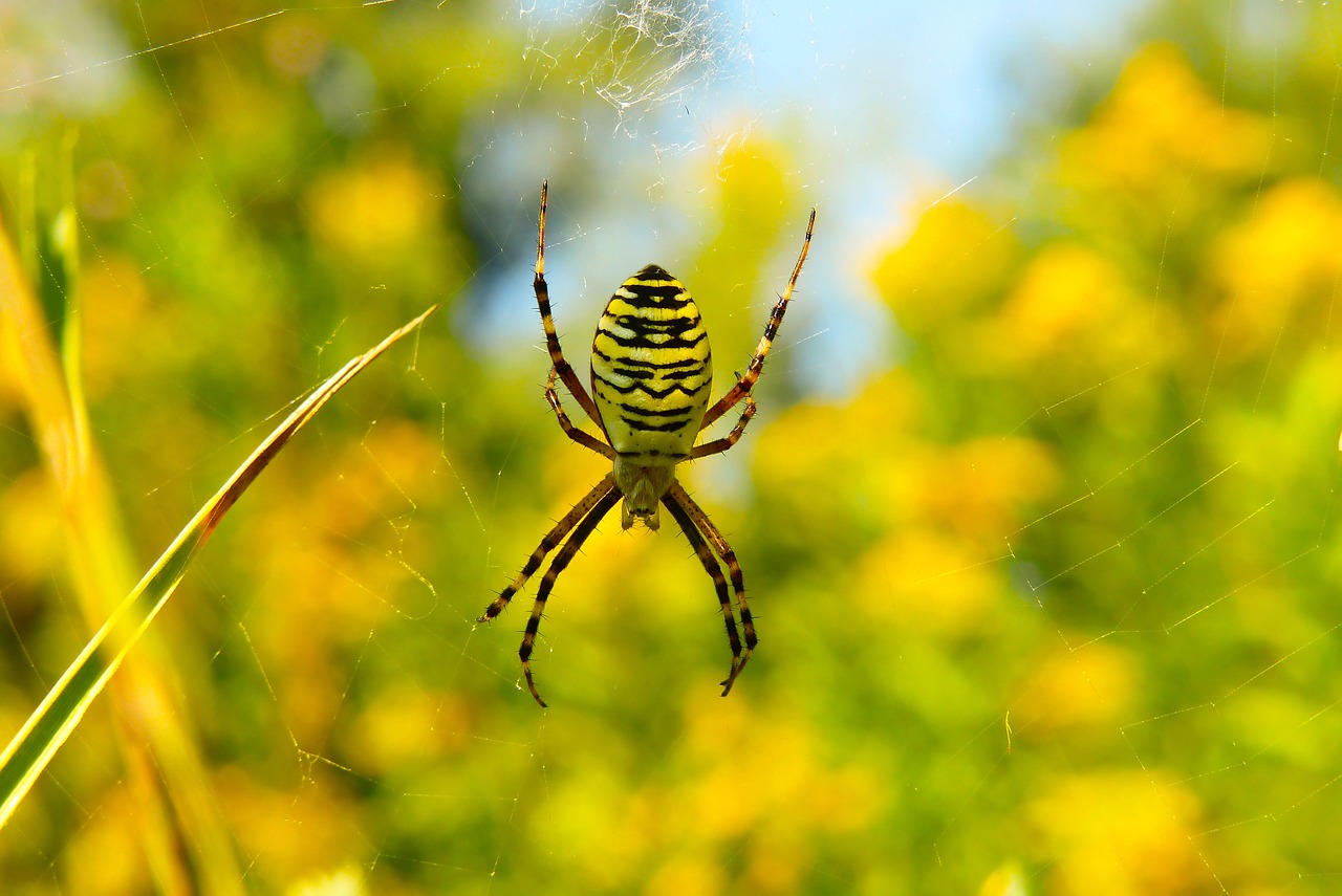 tygrzyk paskowany  arachnid  insect free photo