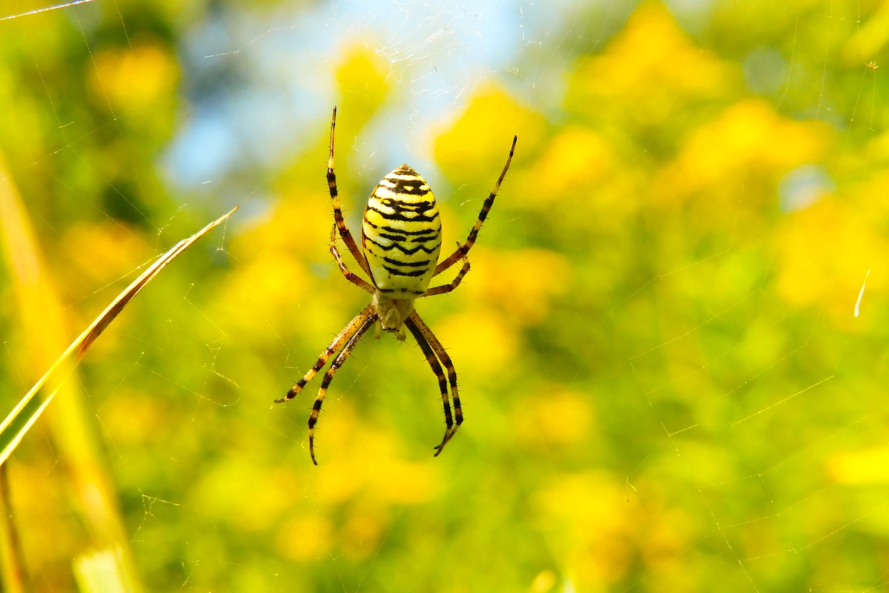 tygrzyk paskowany  arachnid  insect free photo