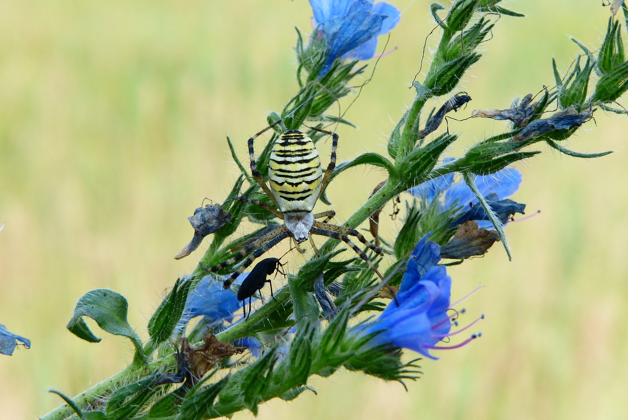 tygrzyk paskowany  arachnid  insect free photo