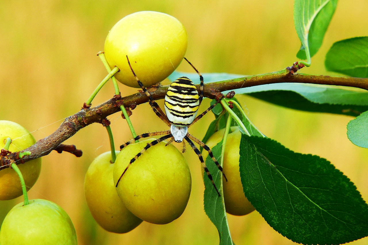 tygrzyk paskowany  arachnid  insect free photo