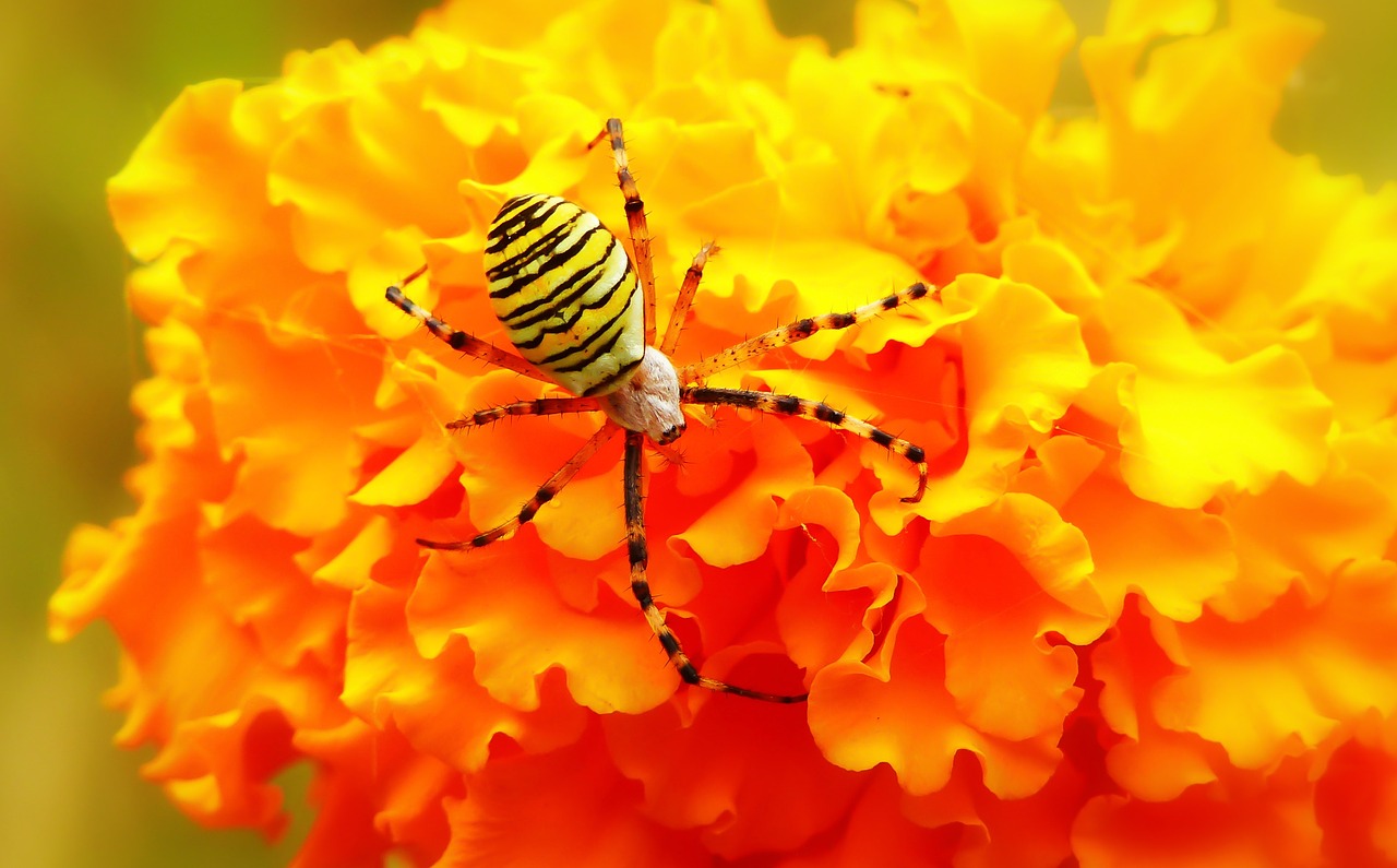 tygrzyk paskowany  insect  arachnids free photo