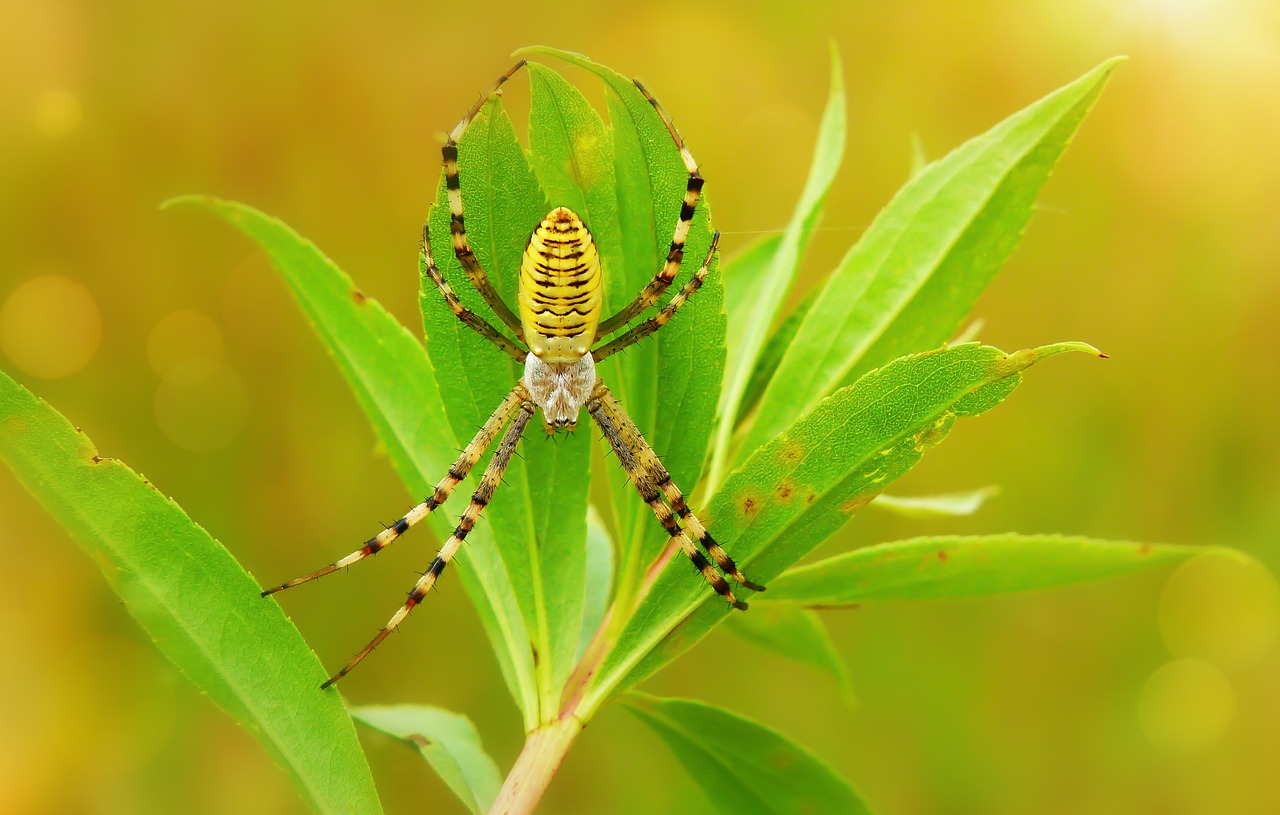 tygrzyk paskowany  female  arachnid free photo