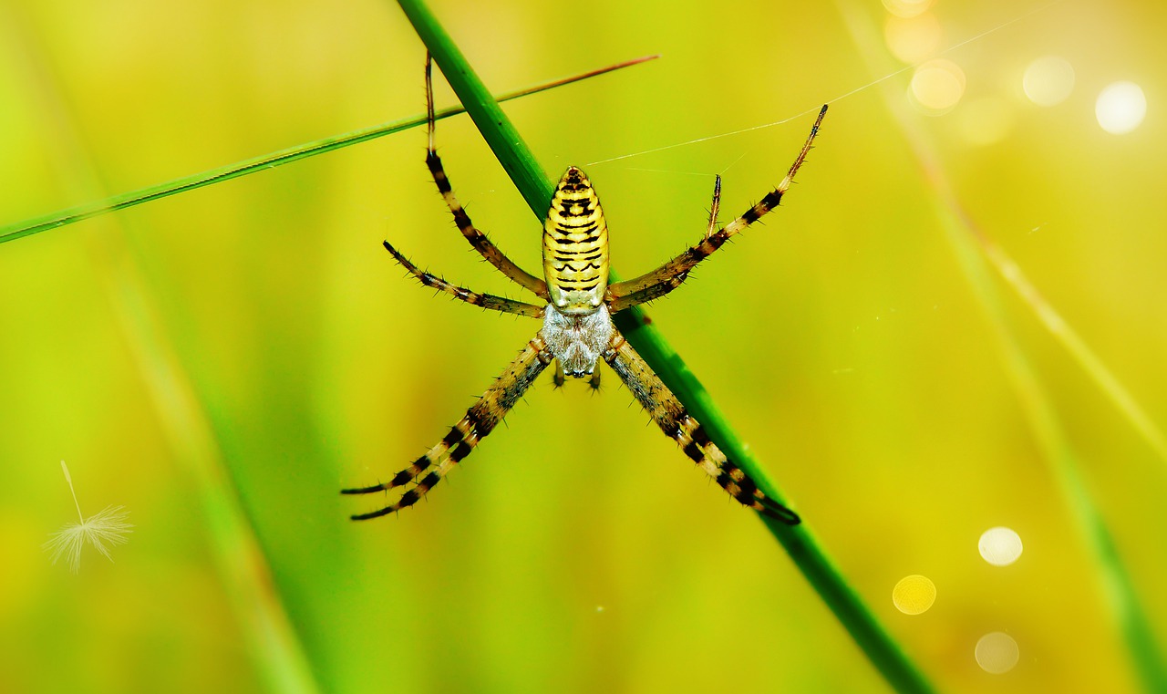 tygrzyk paskowany  arachnid  female free photo