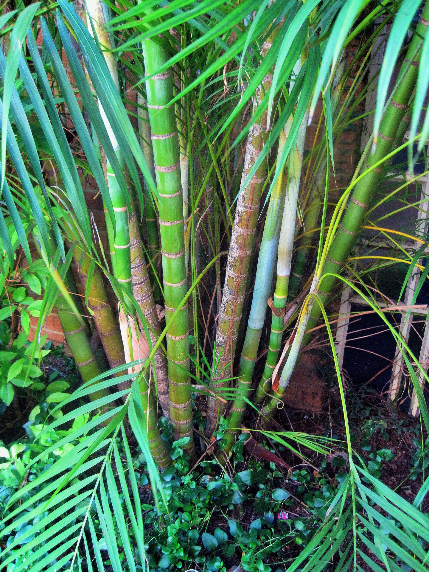 palm bamboo leaves free photo