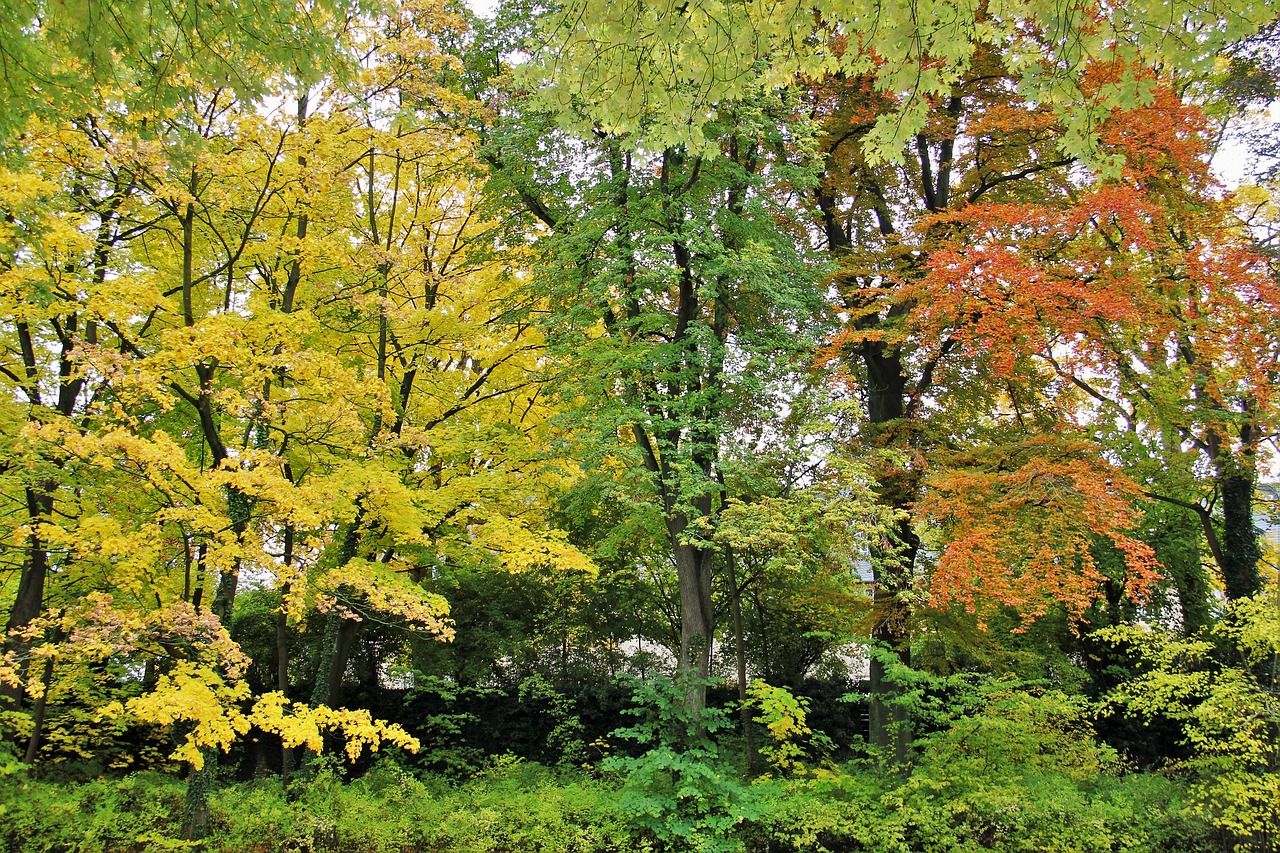 лиственные деревья картинки