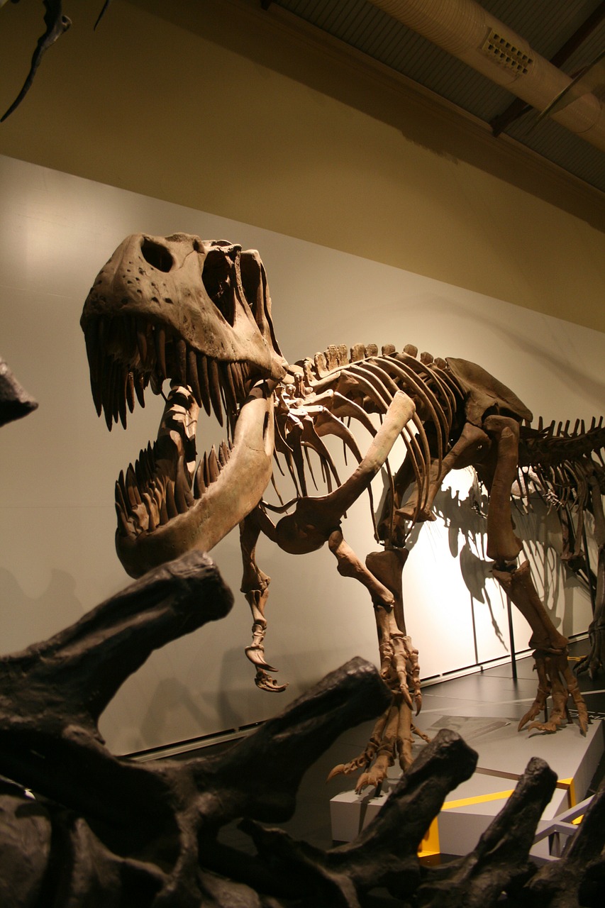 tyrannosaurus skeleton prehistoric free photo