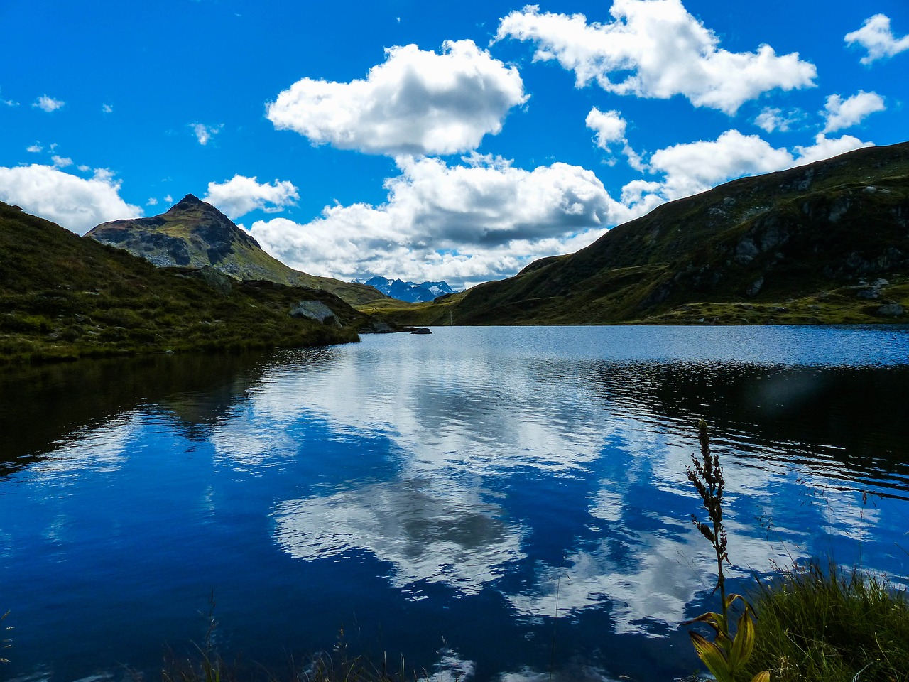 tyrol lake sheep siedel free photo