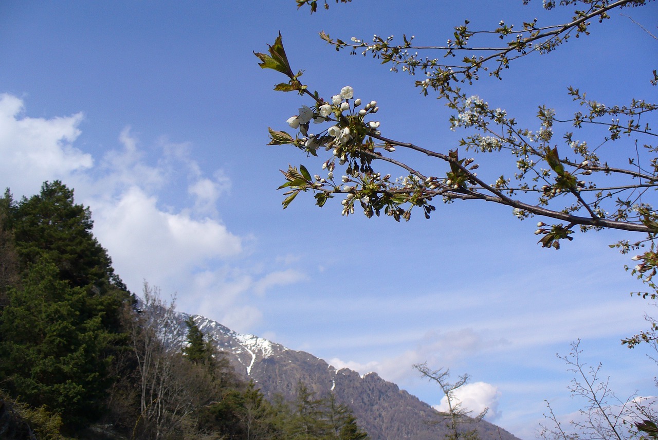 tyrol mountains spring free photo