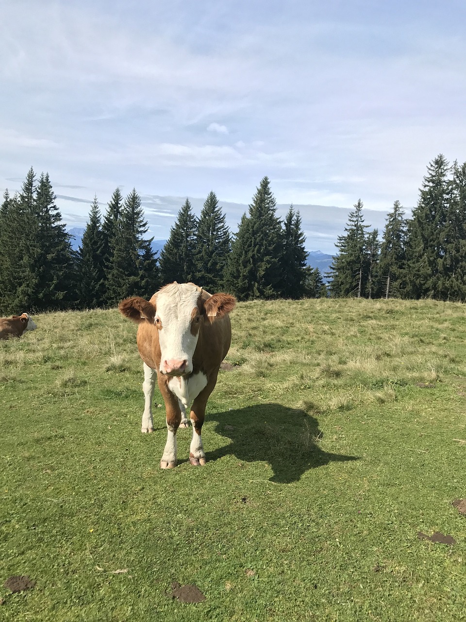 tyrol cow austria free photo