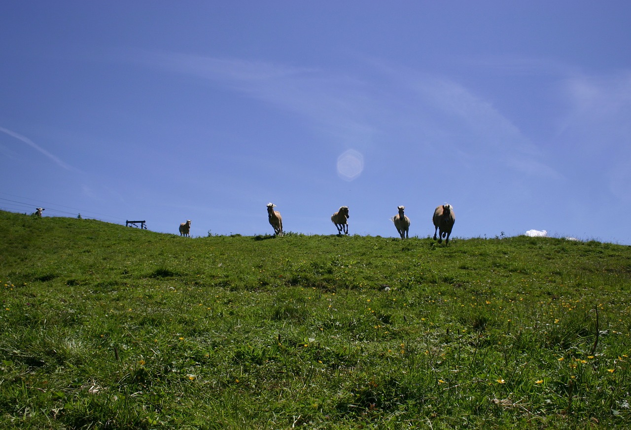 tyrol gräner annoy alpe meadow free photo