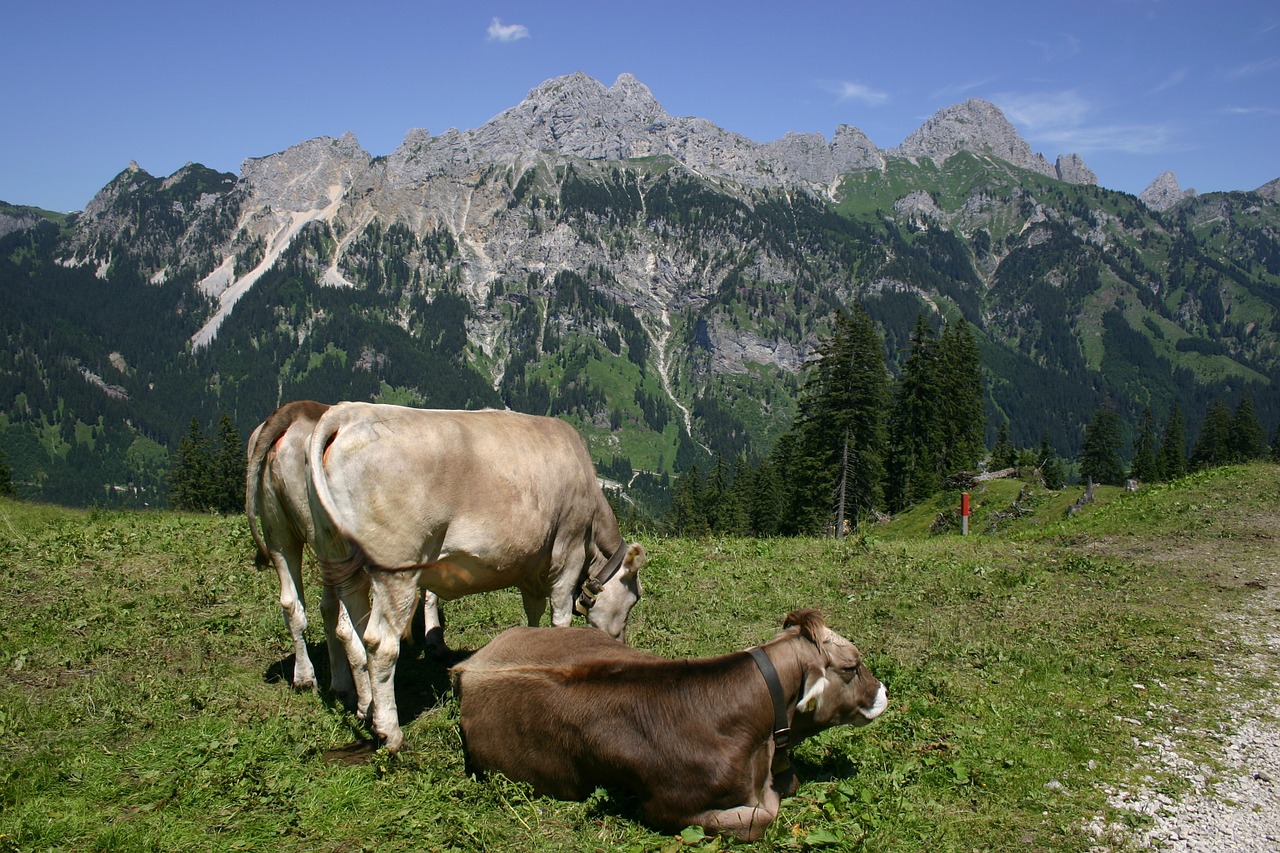 tyrol gräner annoy alpe cows free photo