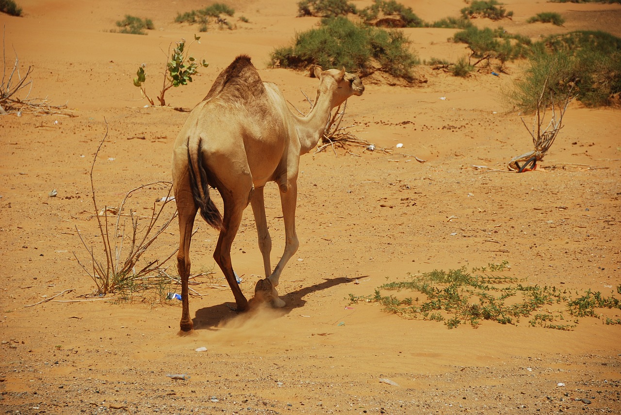 camels u a e dubai free photo