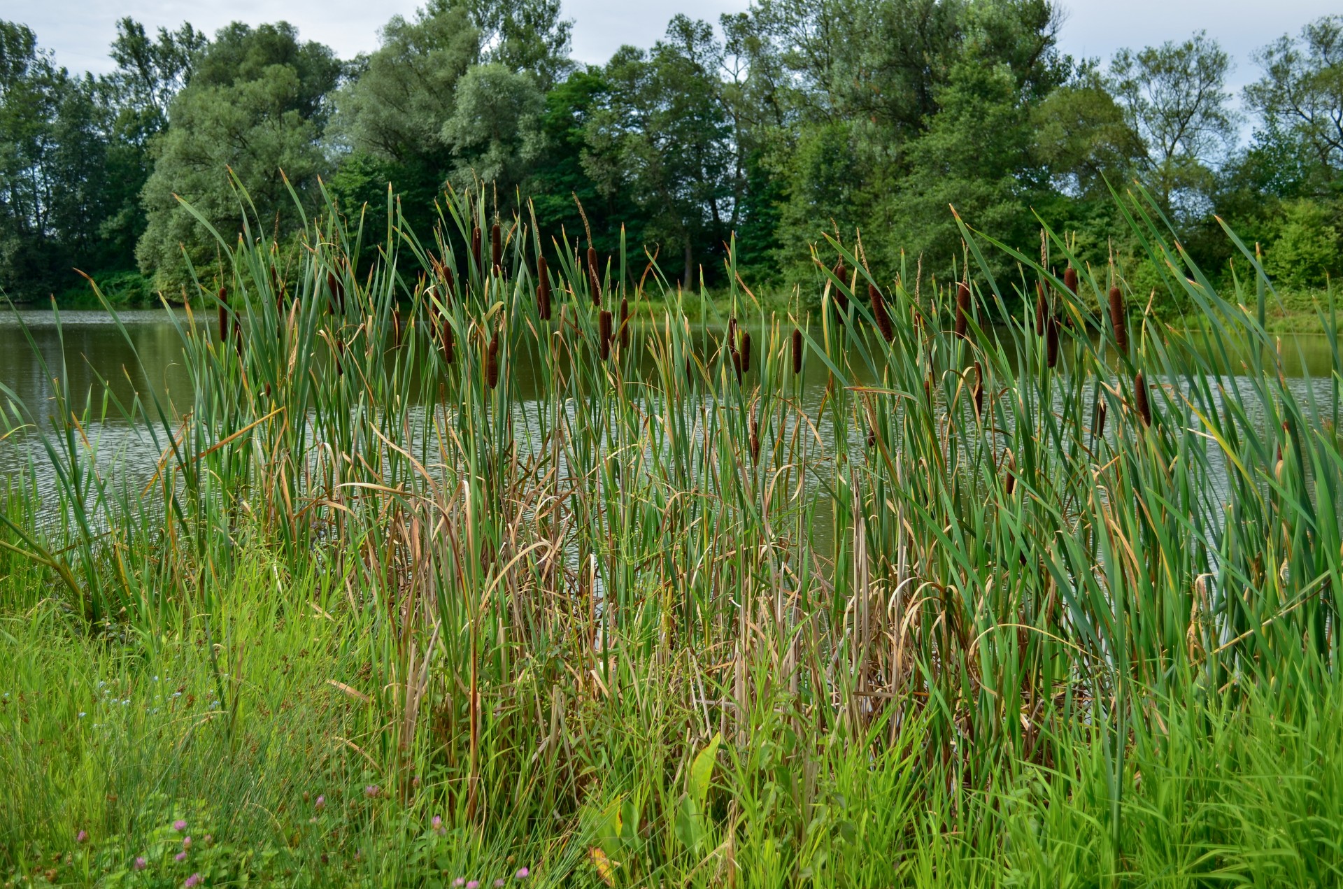 reeds pond summer free photo