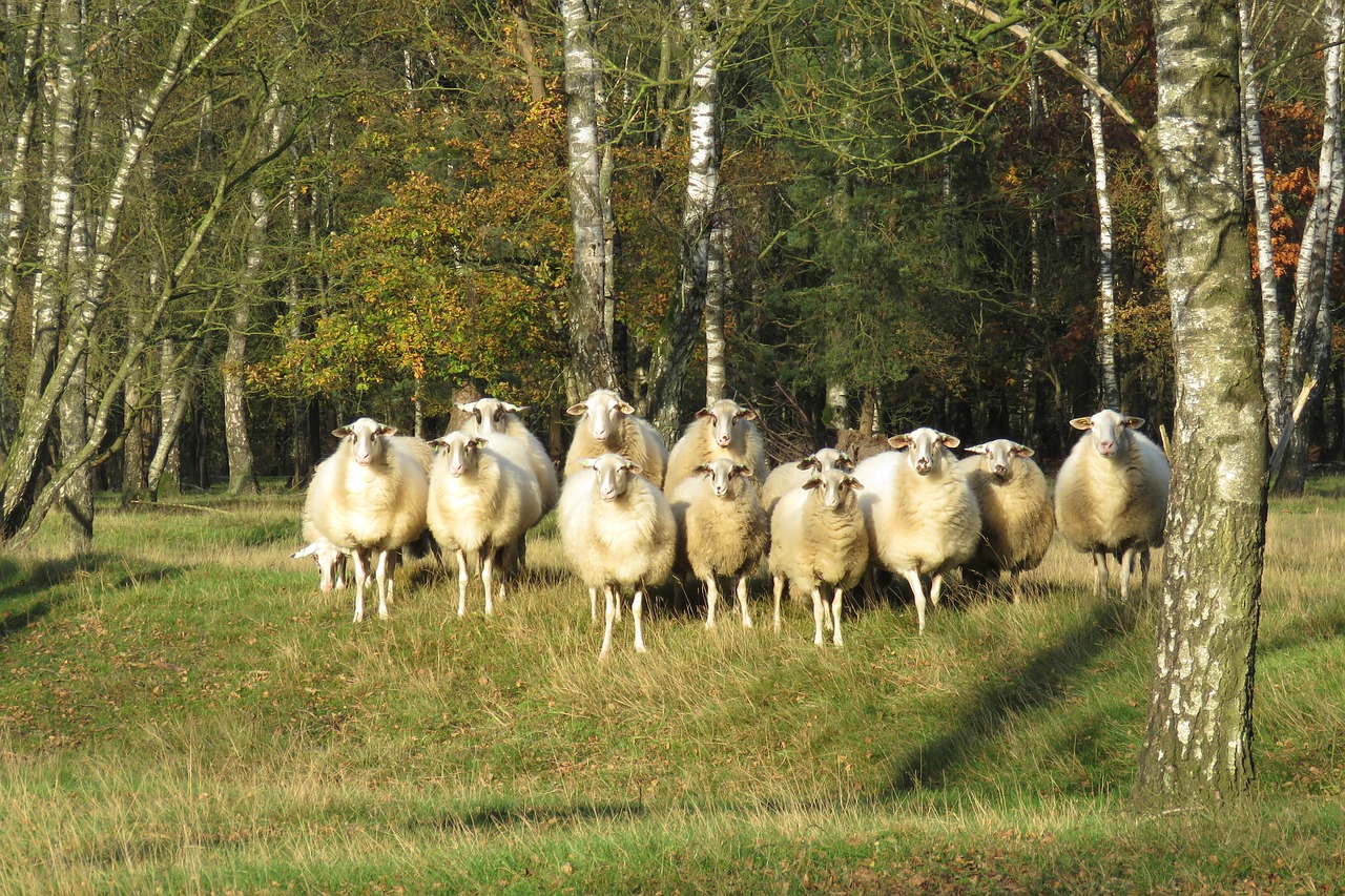 uddel sheep evening light free photo