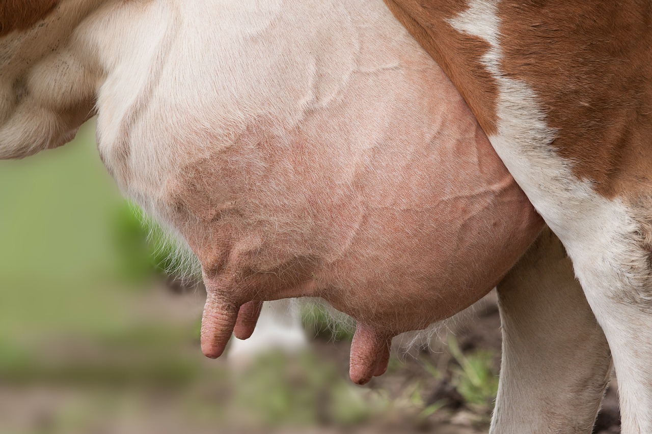 udder cow female ox free photo
