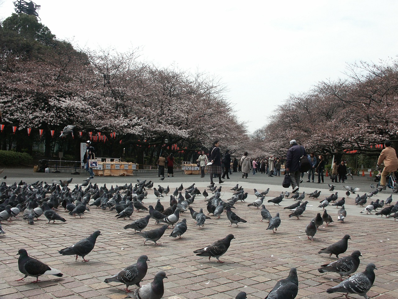 ueno park early morning park free photo