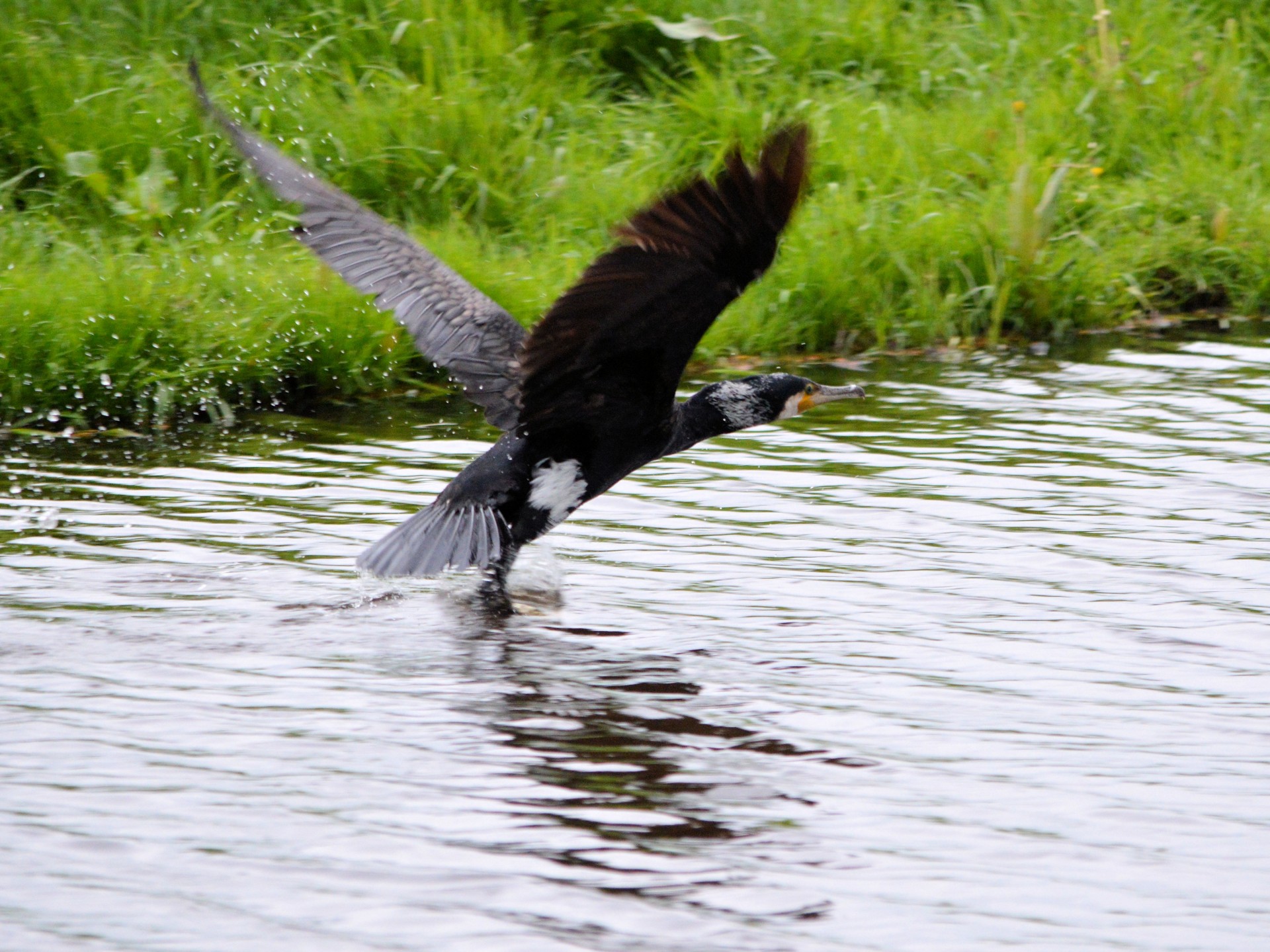 water bird bird animal free photo