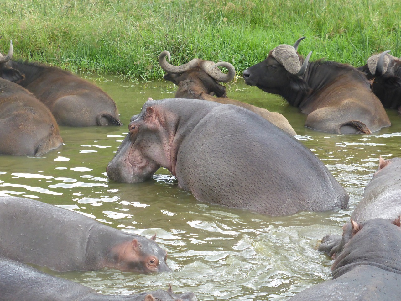 uganda hippopotamus hippo free photo