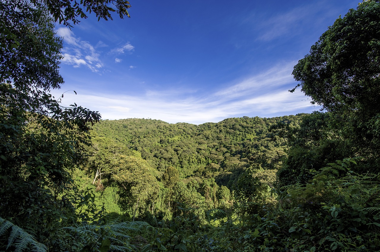 uganda jungle forest free photo