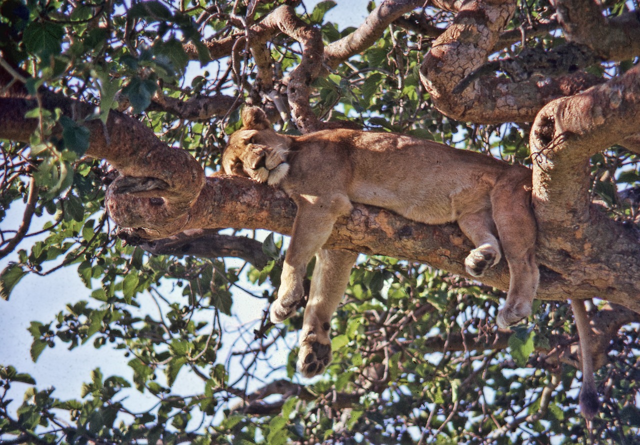 uganda ishasha lion free photo