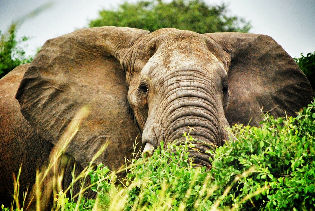 uganda elephant safari free photo