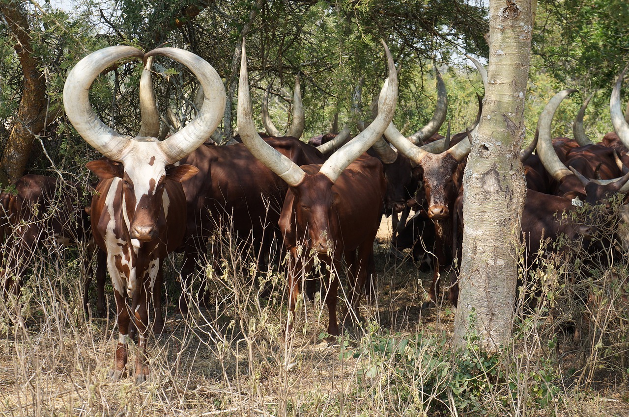 uganda cattle ankole free photo
