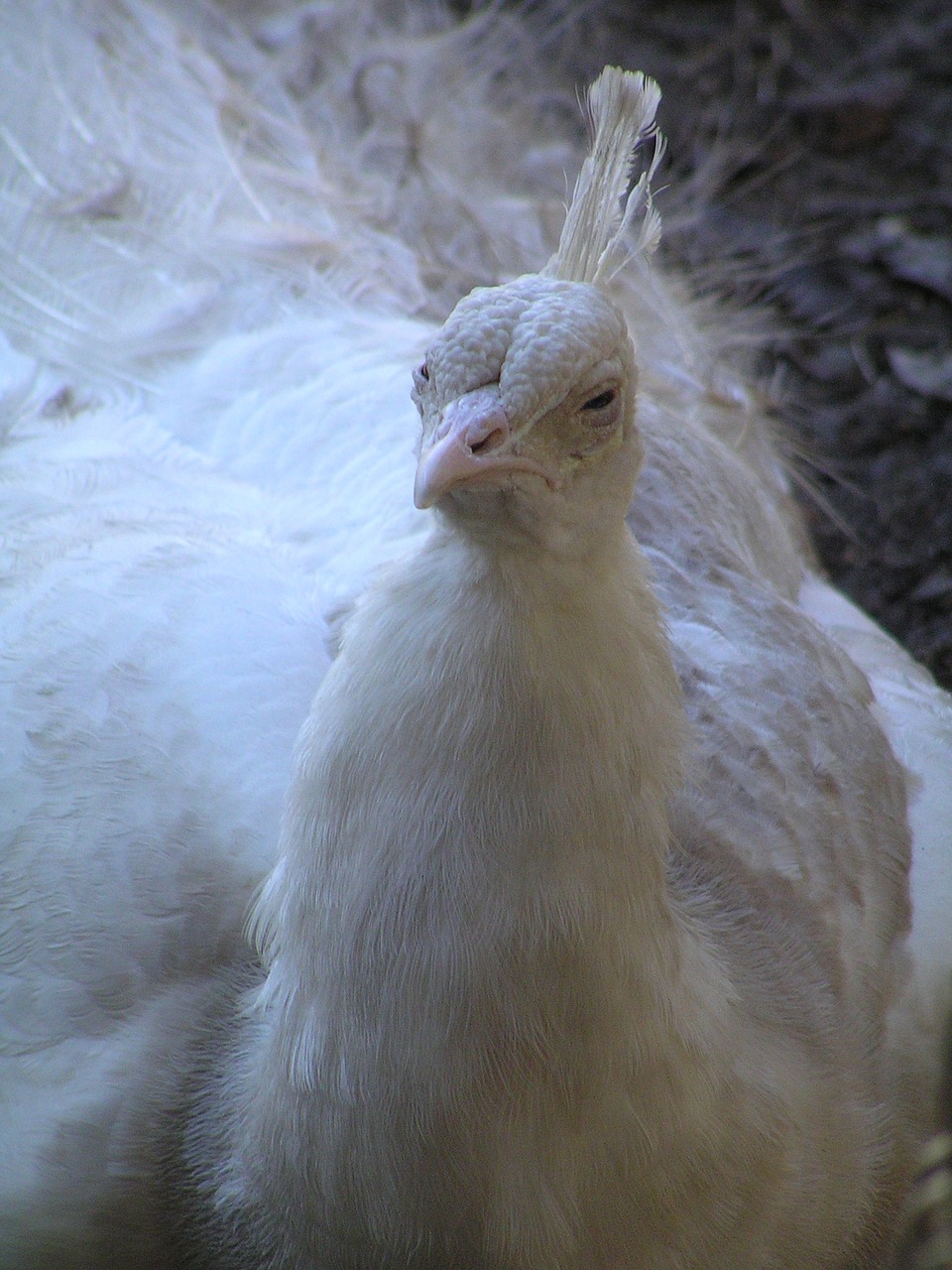 ugly white peacock free photo