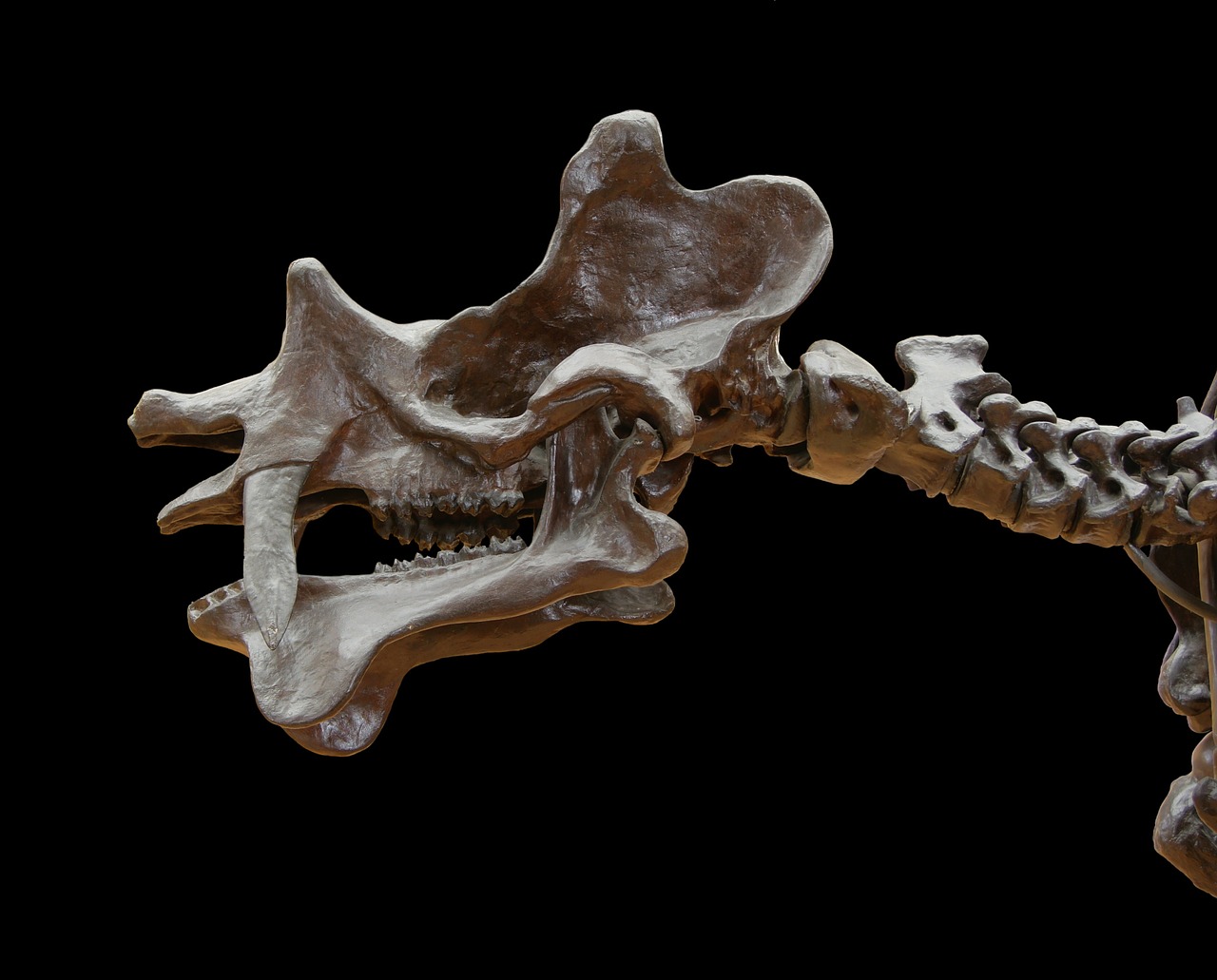 uintatherium skull skeleton free photo