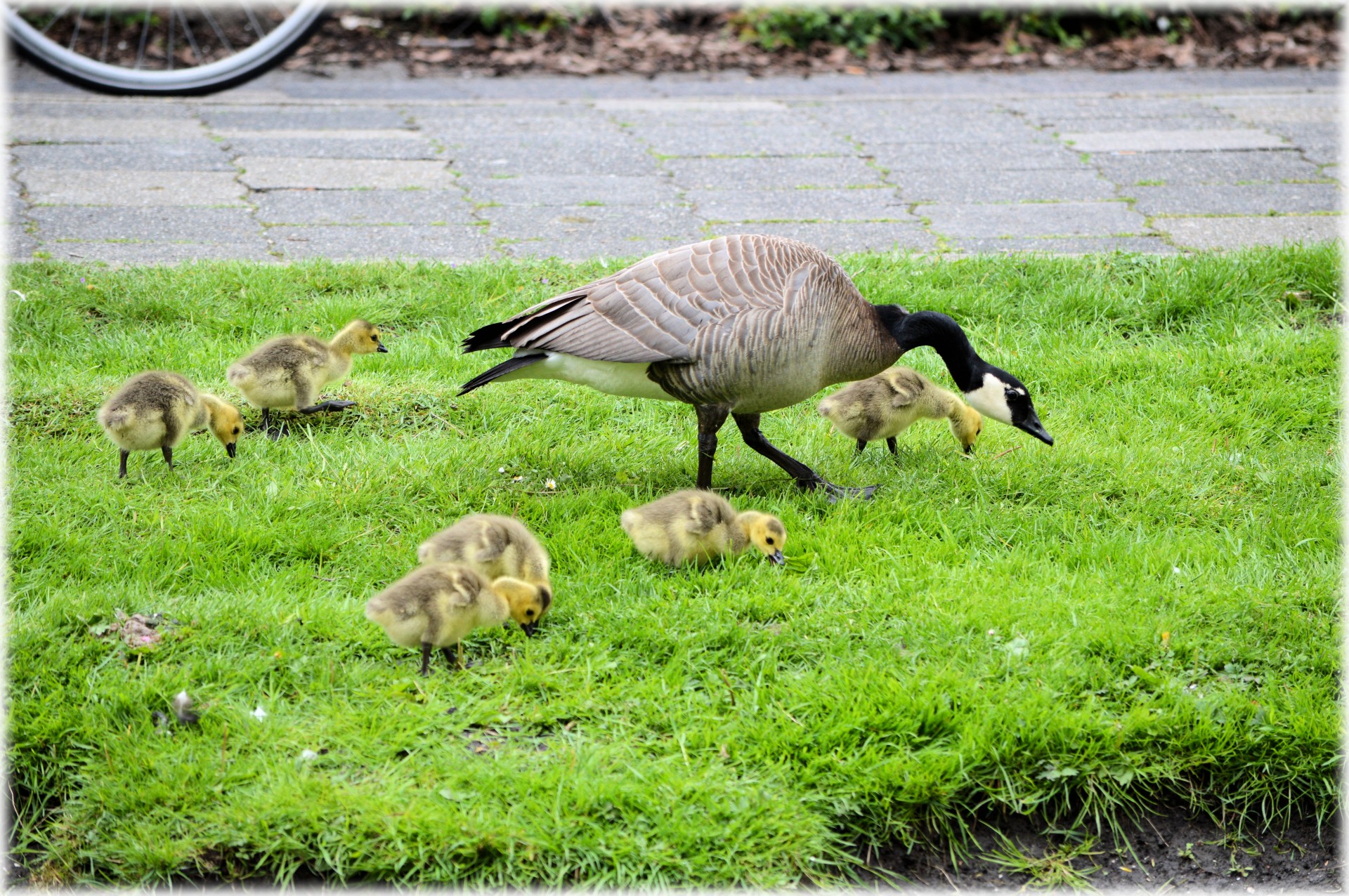 goose youngs nature free photo