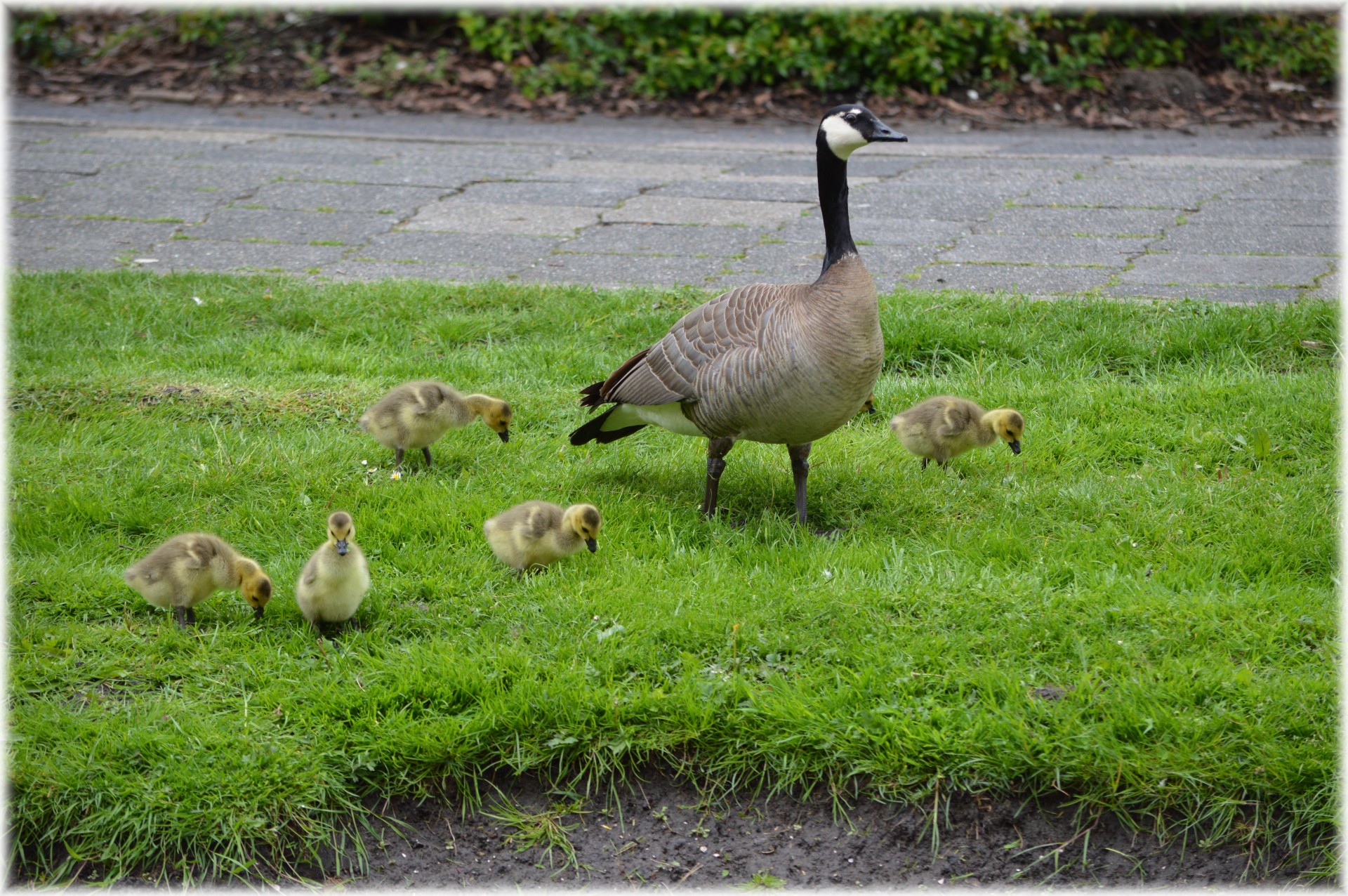 goose youngs nature free photo