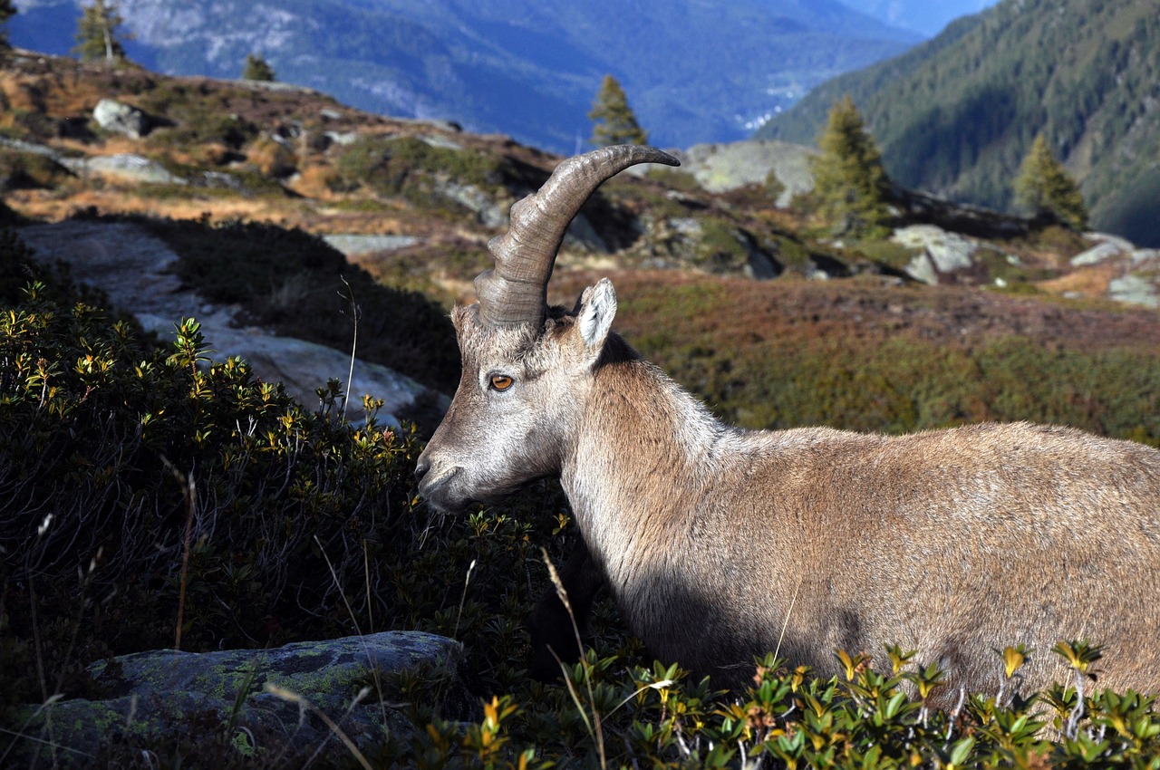 uk female ibex capra ibex female free photo