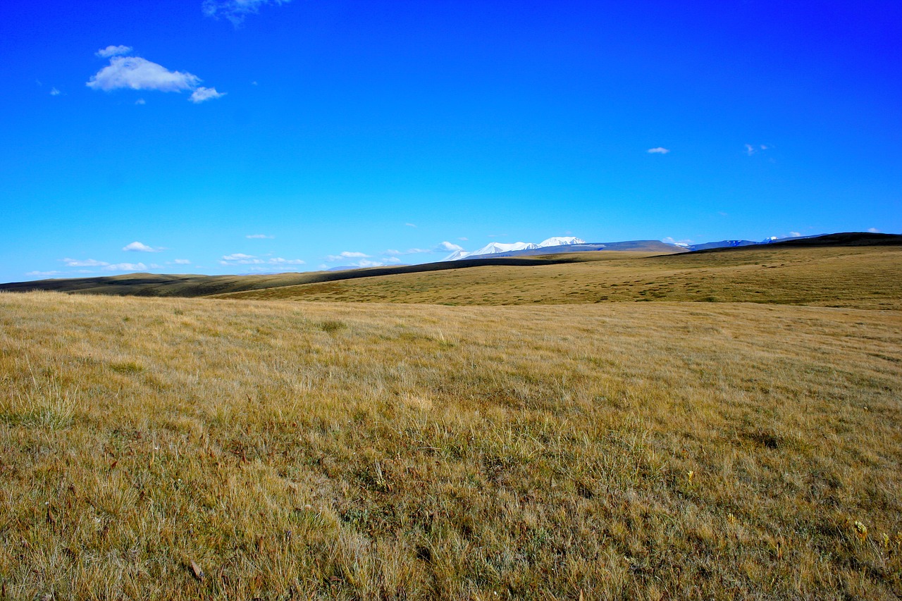 ukok altai cordinal bass free photo