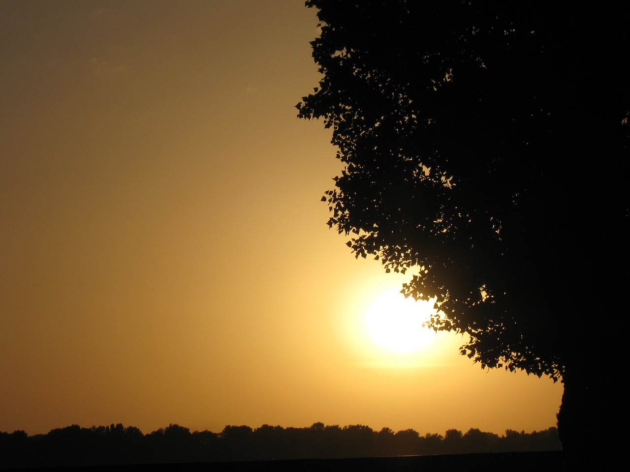 ukraine tree landscape free photo