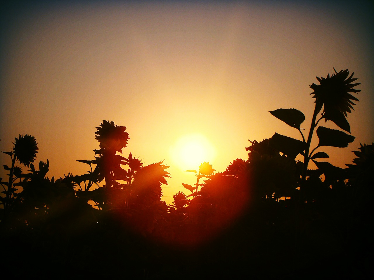 ukraine field sunflowers free photo