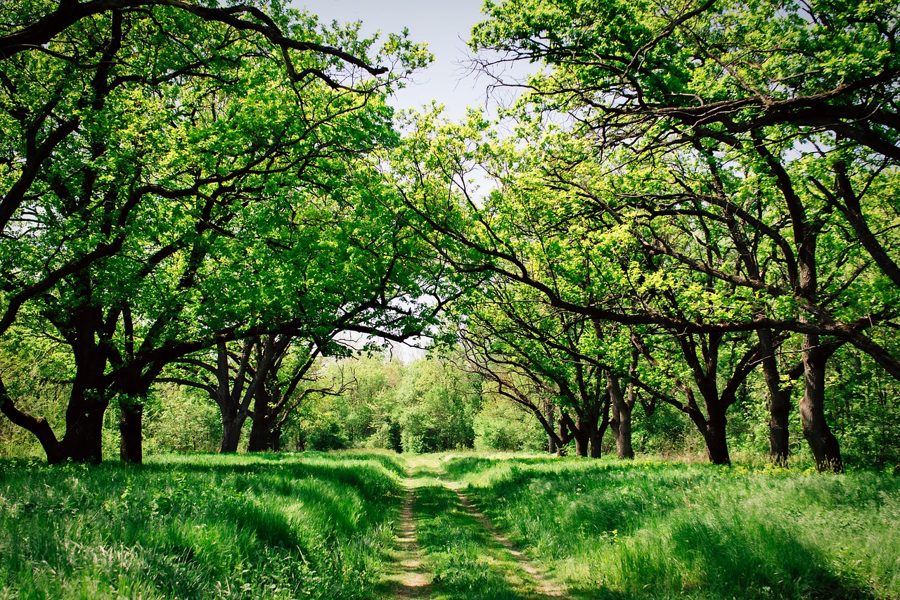 ukraine forest trees free photo