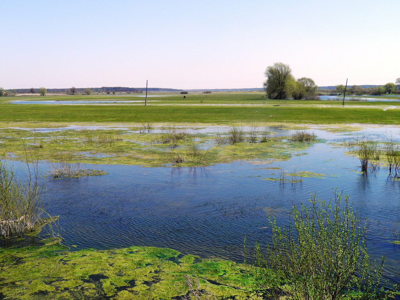 ukraine wetland landscape free photo