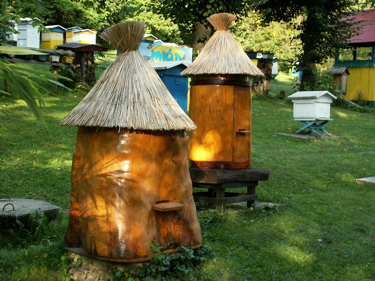 ul bees beekeeping free photo
